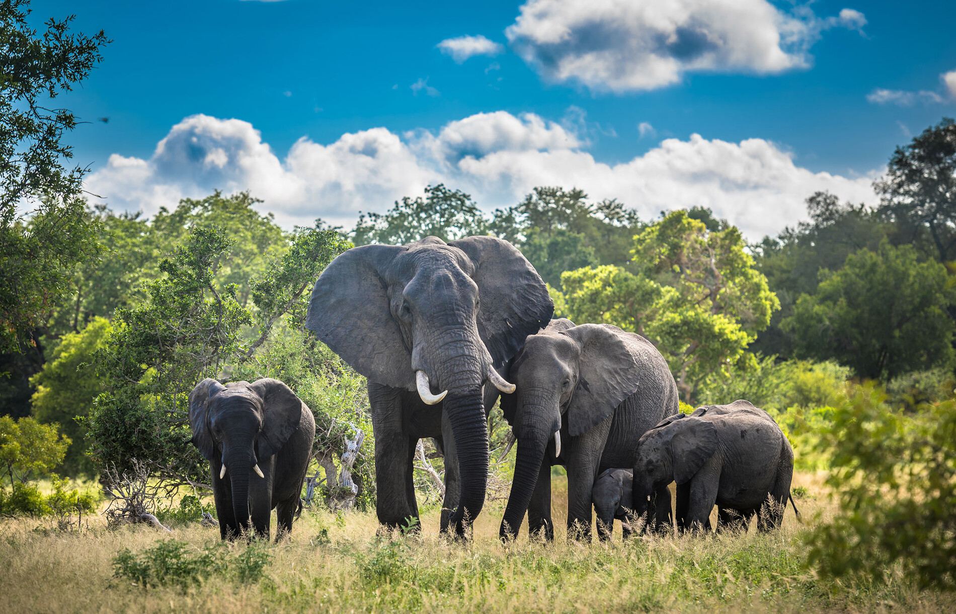Familia de elefantes en la sabana del Parque Kruger, Sudáfrica