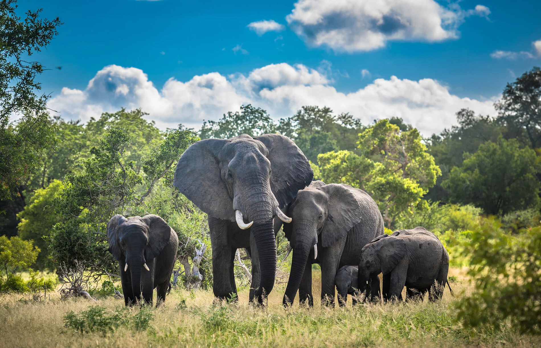Sudáfrica — Shosholoza Safari